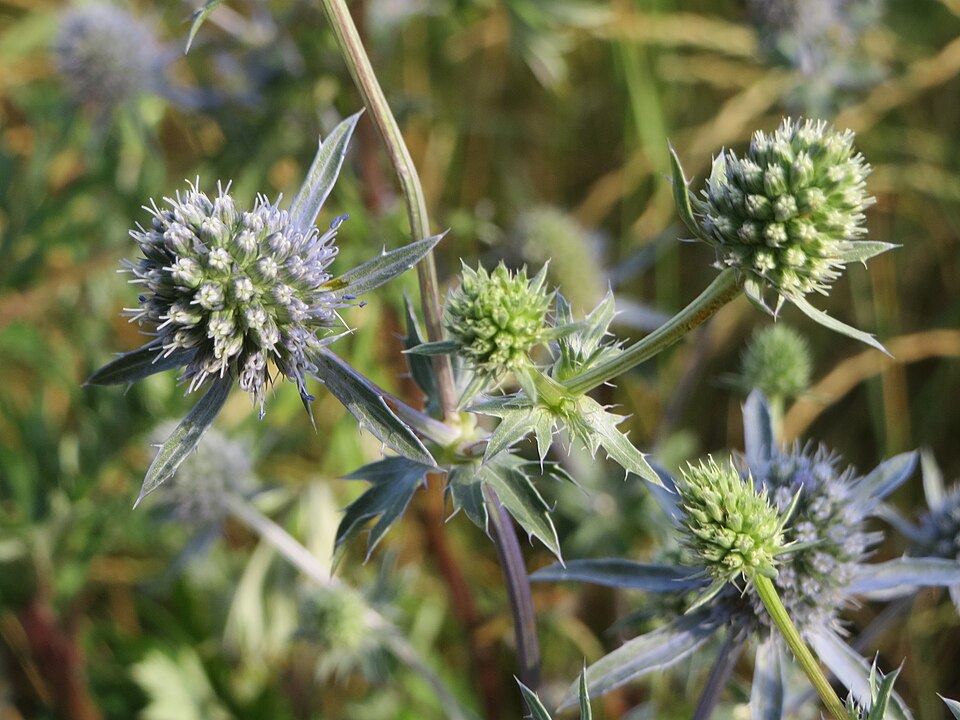 Eryngium planum (Blue Eryngo) (alternate view 6)