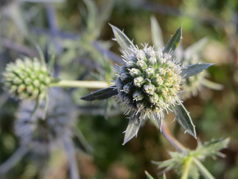 Eryngium planum (Blue Eryngo) (alternate view 7)