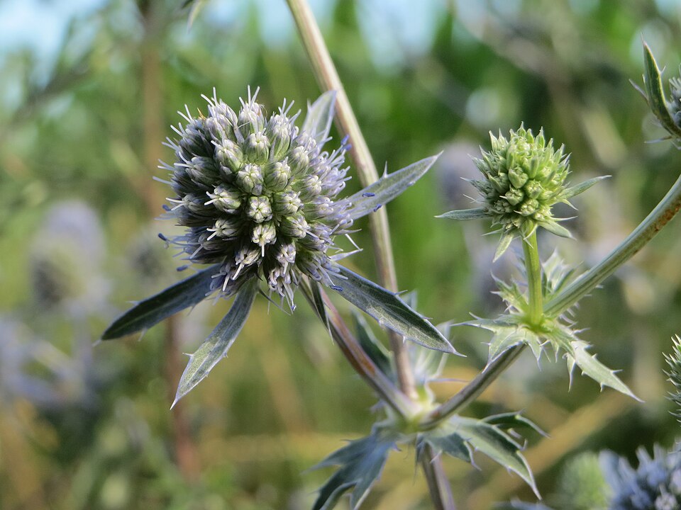 Eryngium planum (Blue Eryngo) (alternate view 8)