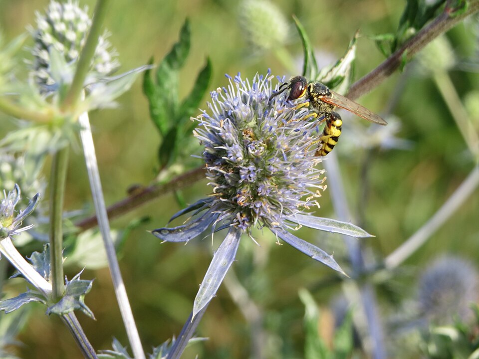 Eryngium planum (Blue Eryngo) (alternate view 9)