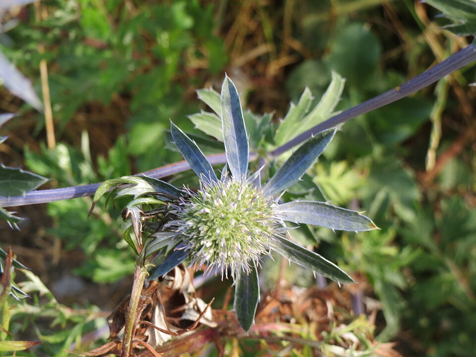 Eryngium planum (Blue Eryngo) (alternate view 10)