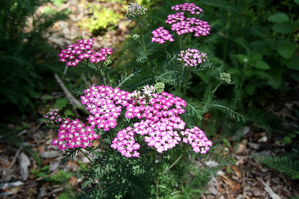 Achillea (yarrows) (alternate view 5)
