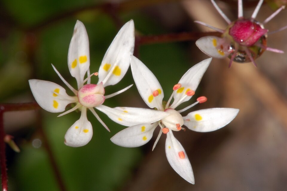 Micranthes stellaris (Hairy Kidney-wort)