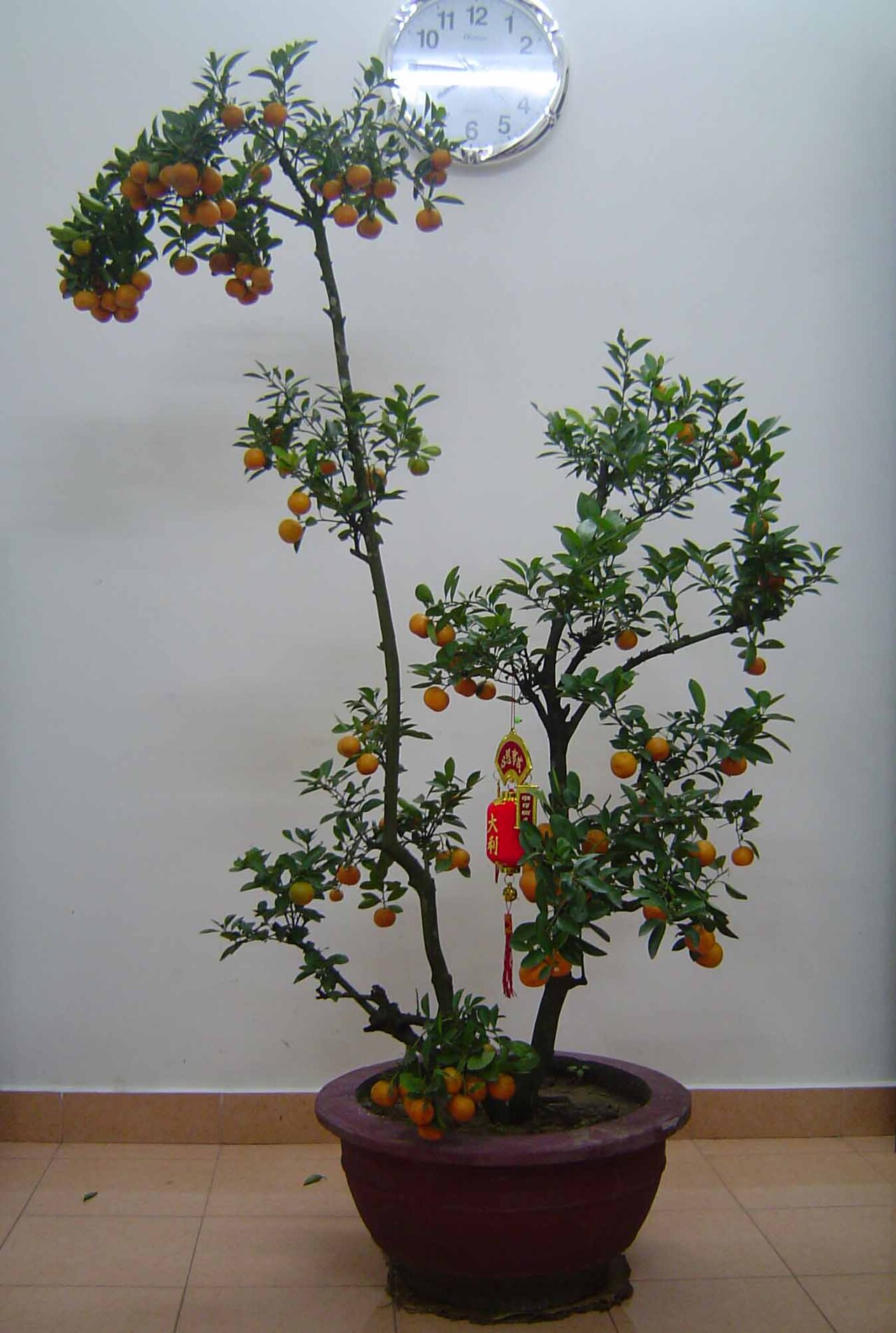 Citrus japonica, Kumquat — upright evergreen (Rutaceae) (image 3 of 7)