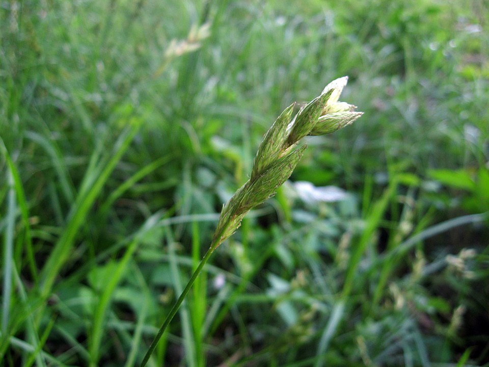 Carex muskingumensis (Palm Sedge) (alternate view 4)