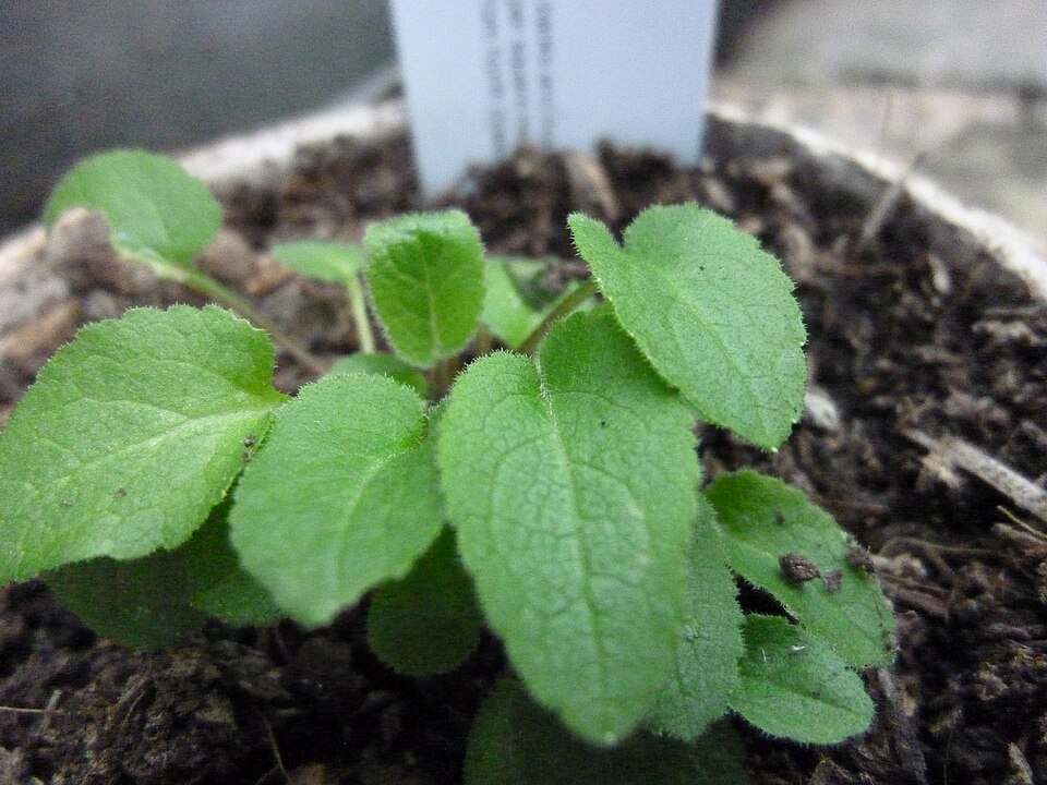 Campanula latifolia (Giant Bellflower)