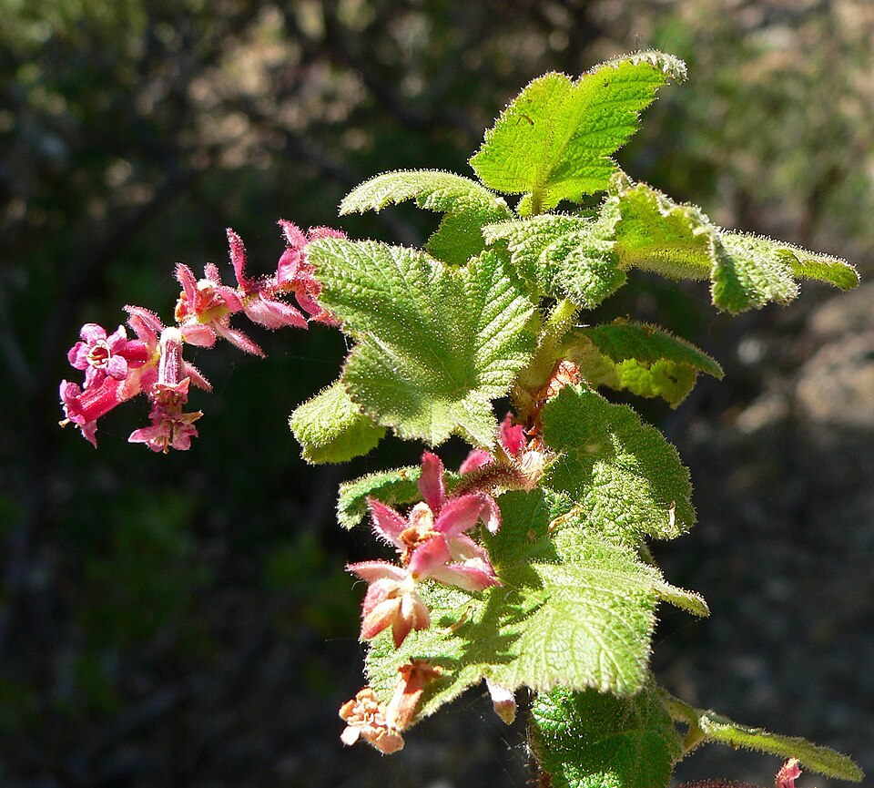 Ribes malvaceum (Chaparral Currant) (alternate view 4)