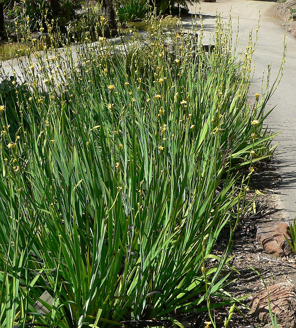 Sisyrinchium striatum (pale yellow-eyed grass)