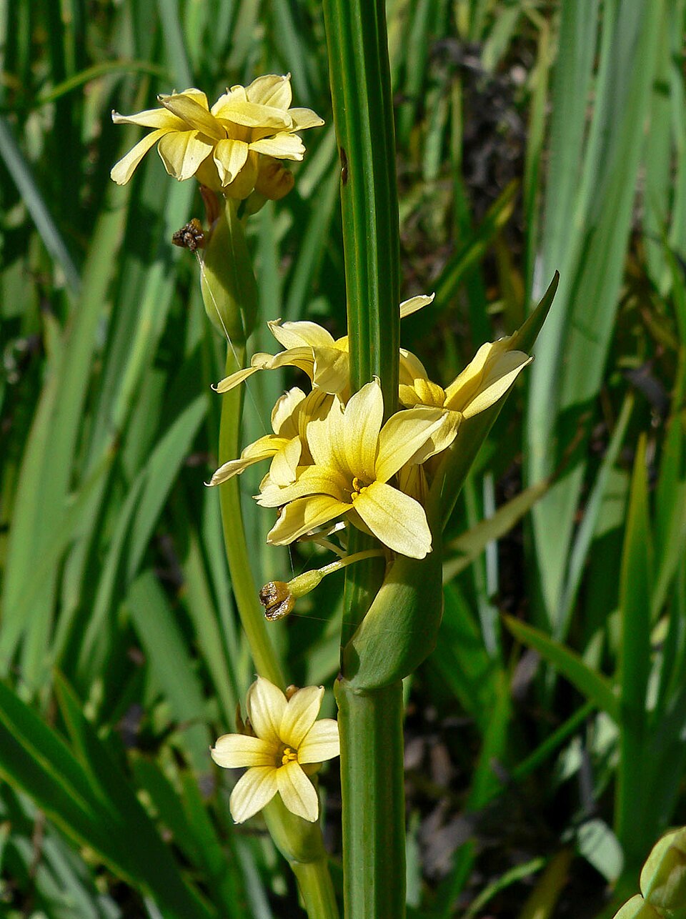 Sisyrinchium striatum (pale yellow-eyed grass)