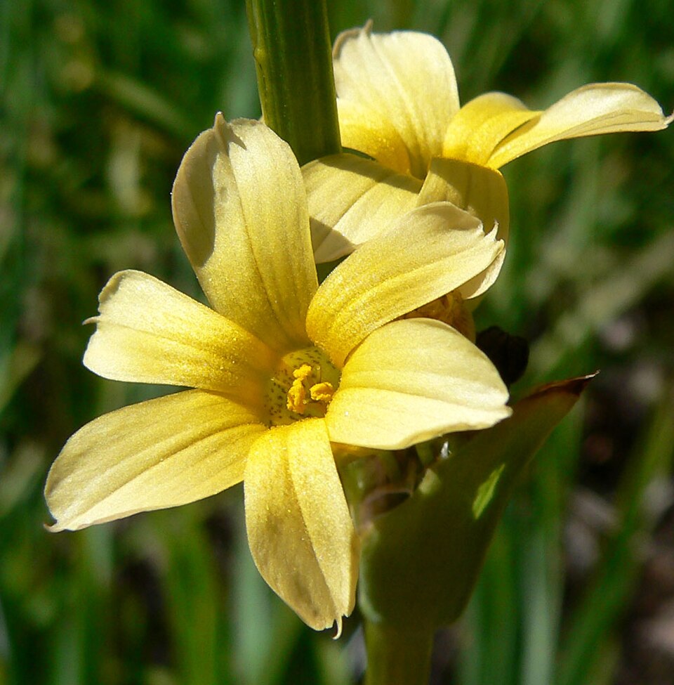 Sisyrinchium striatum (pale yellow-eyed grass)