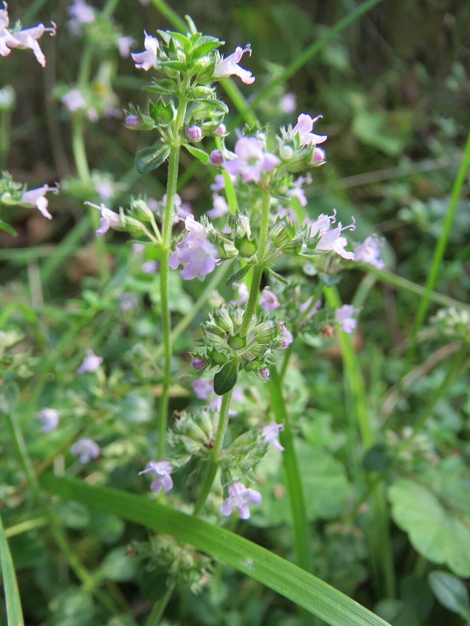 Clinopodium vulgare (Wild Basil)