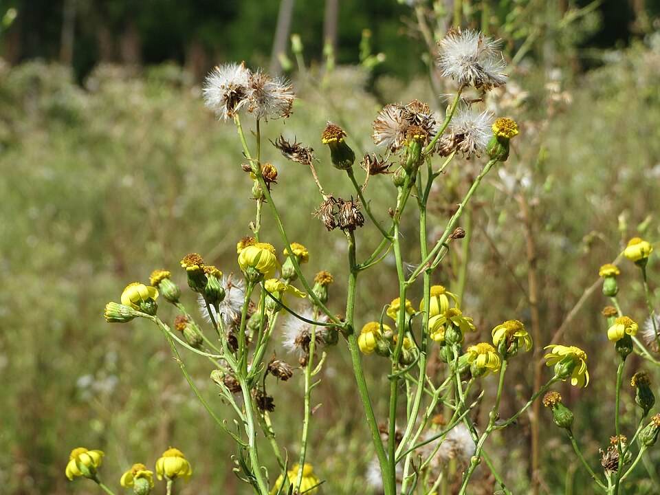 Senecio sylvaticus (wood groundsel) (alternate view 8)