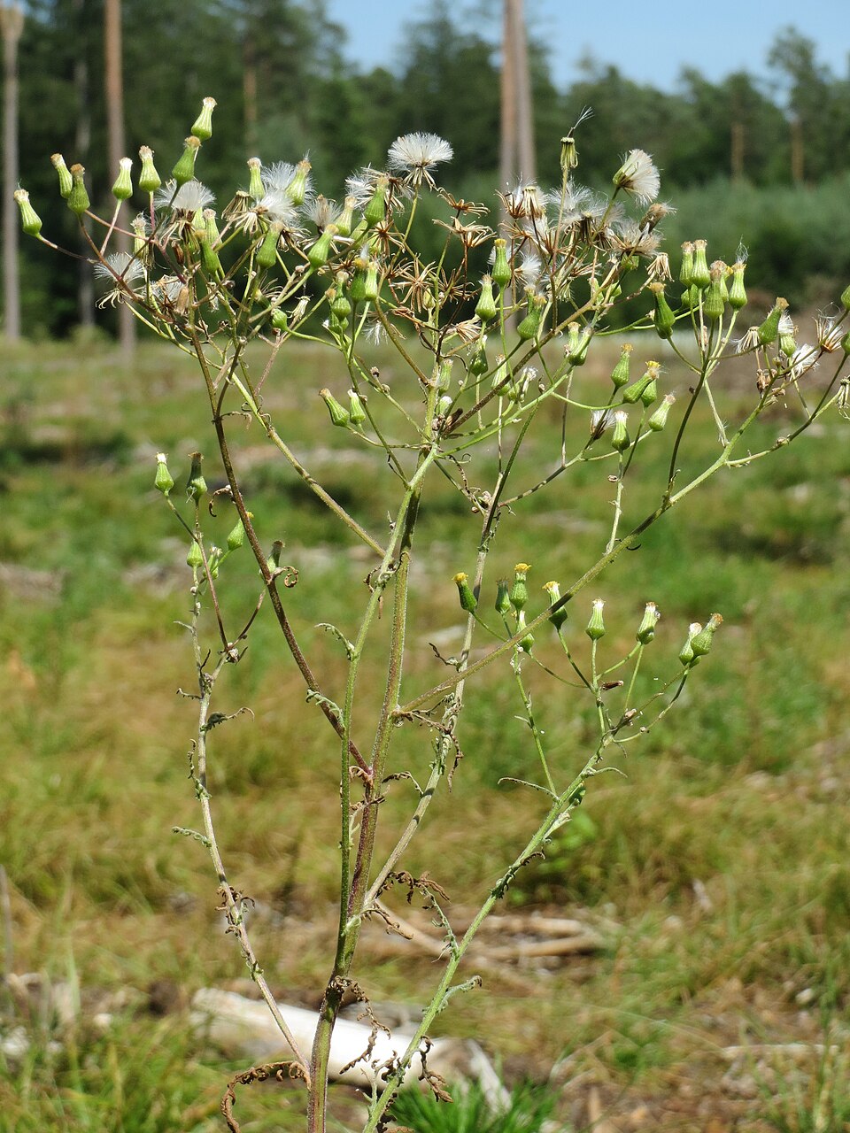 Senecio sylvaticus (wood groundsel) (alternate view 9)