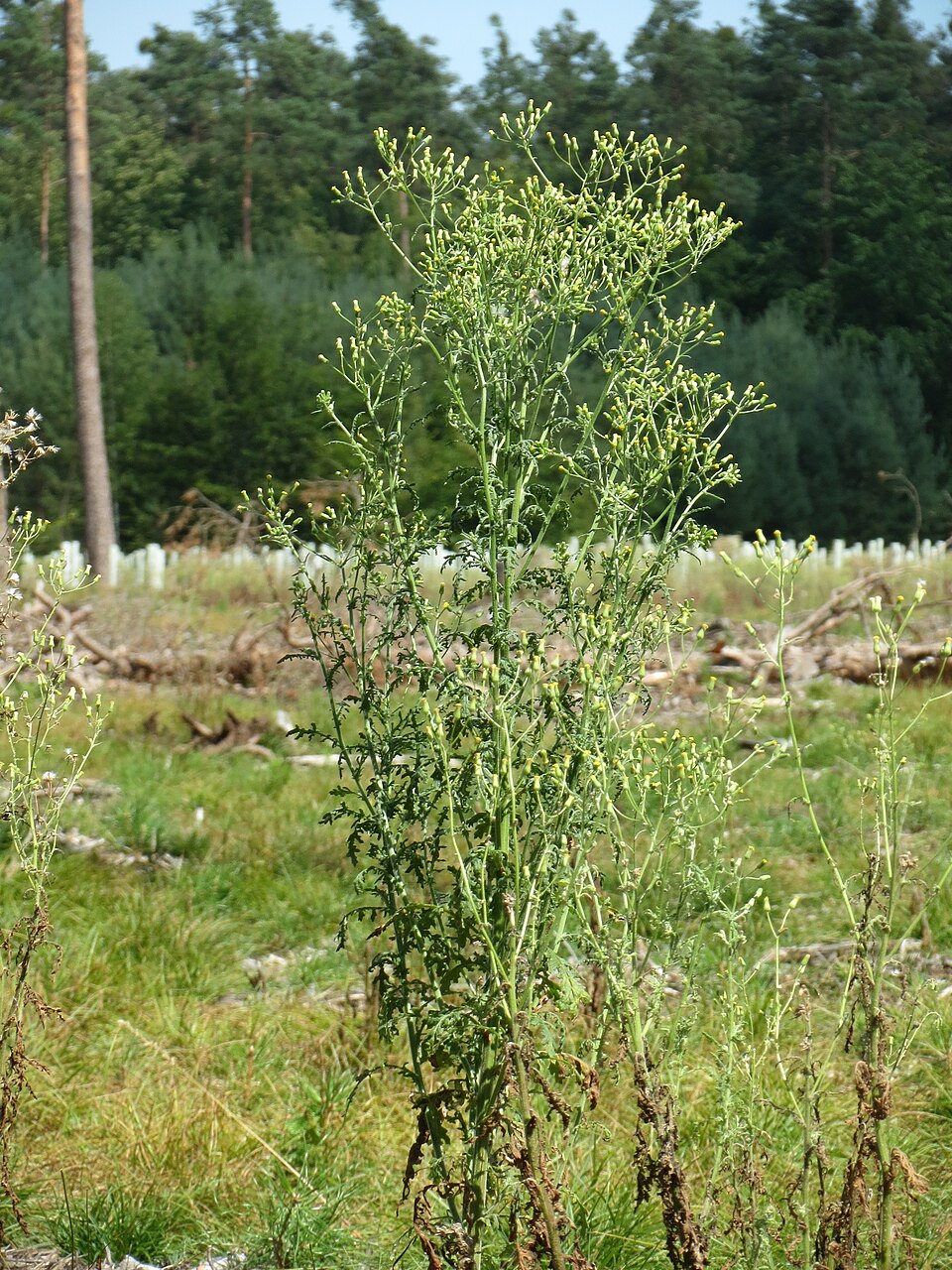 Senecio sylvaticus (wood groundsel) (alternate view 10)