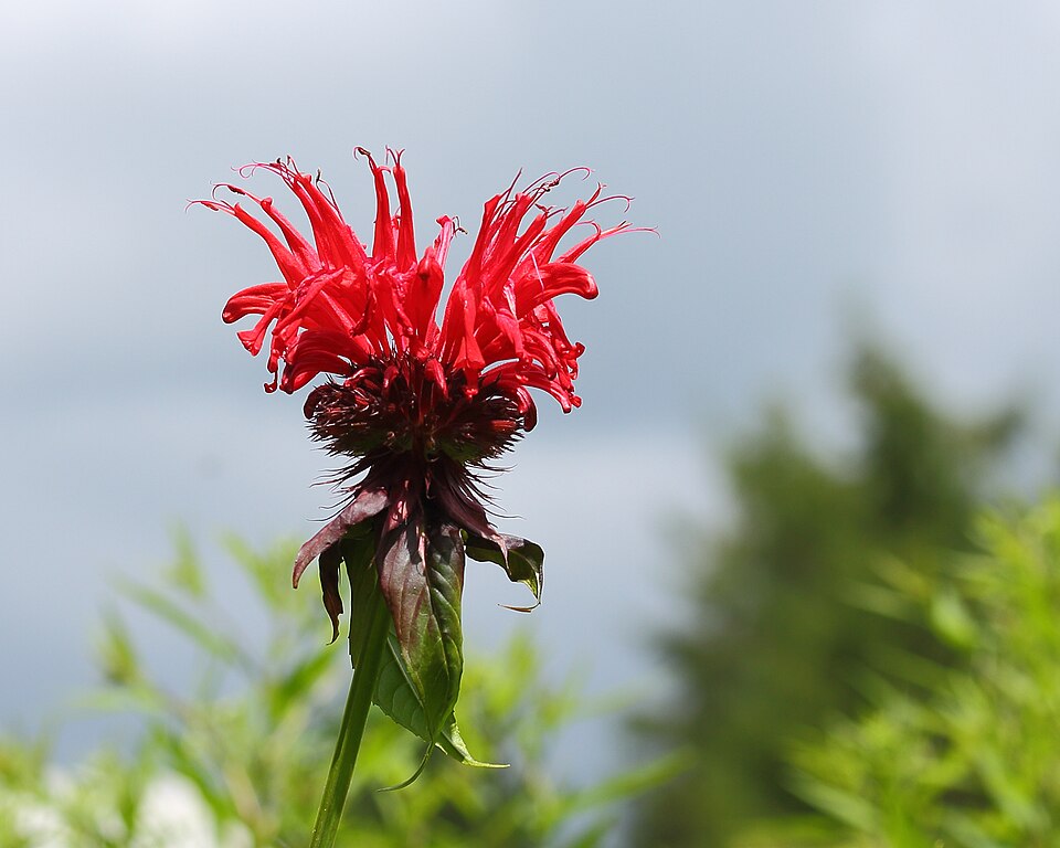Monarda didyma 'Jacob Cline' (Jacob Cline Bee Balm)