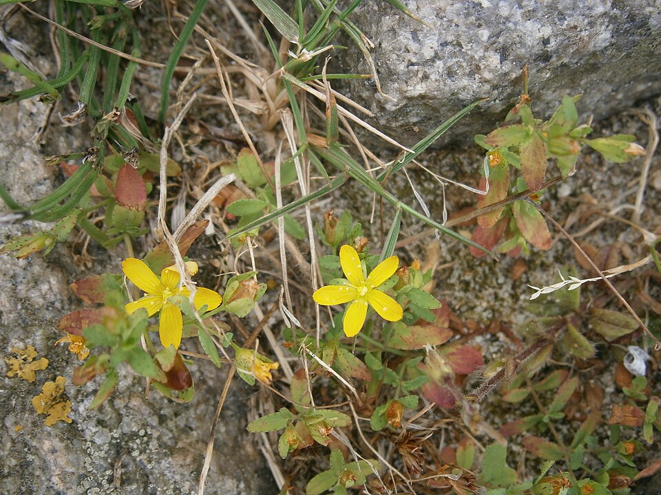 Hypericum humifusum (Trailing St John's-wort) (alternate view 10)
