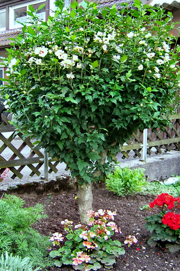 Hibiscus syriacus (Rose of Sharon) (alternate view 5)
