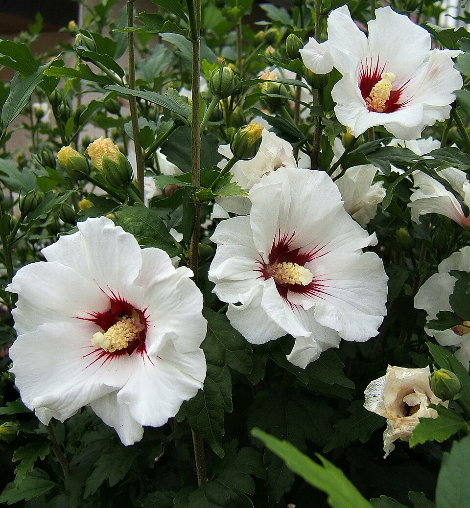 Hibiscus syriacus (Rose of Sharon) (alternate view 6)