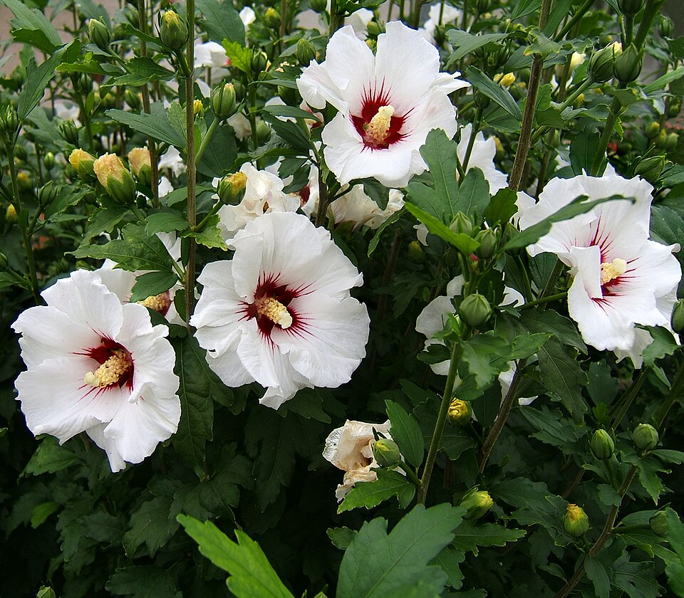 Hibiscus syriacus (Rose of Sharon) (alternate view 7)