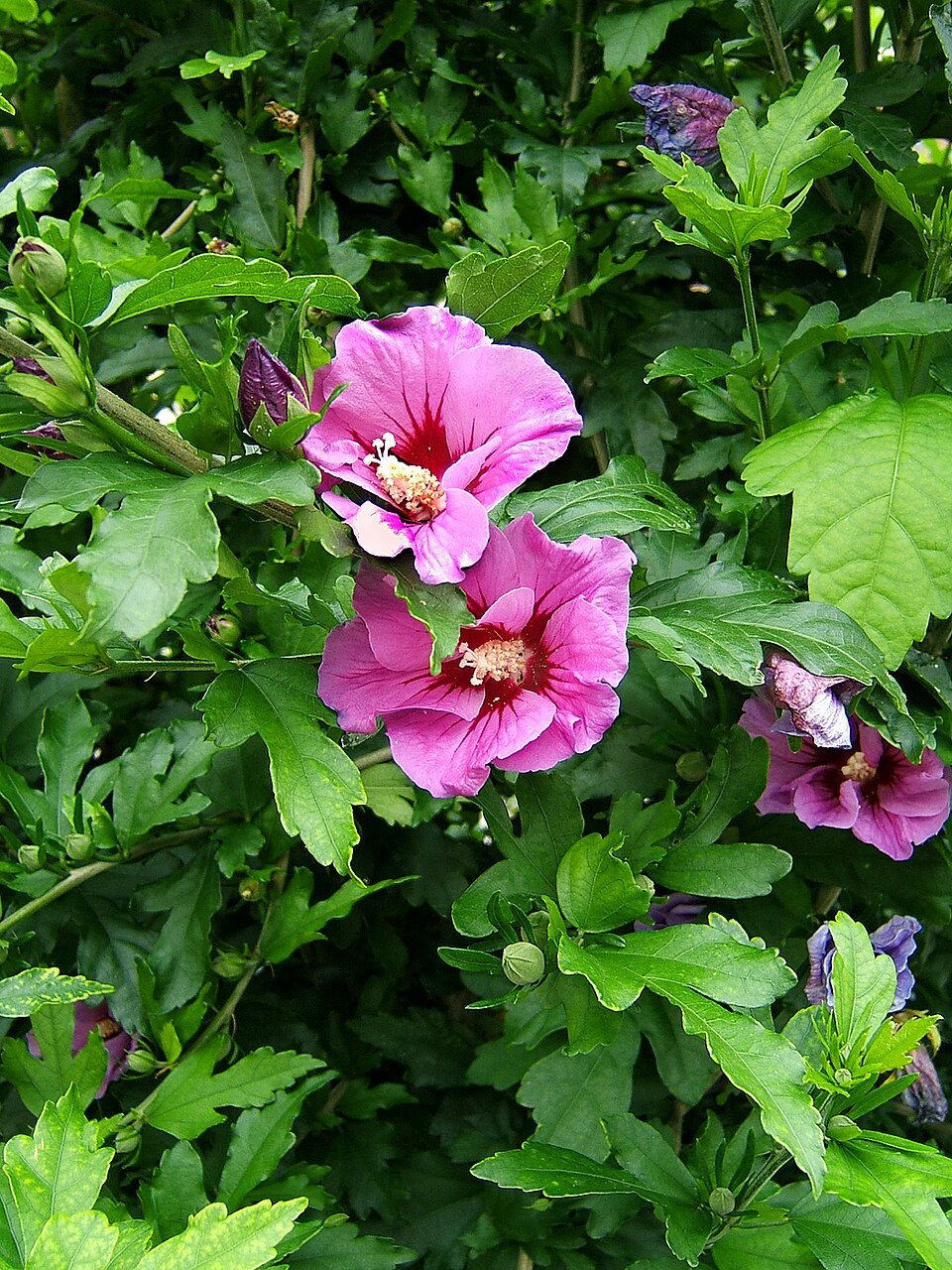 Hibiscus syriacus (Rose of Sharon) (alternate view 8)