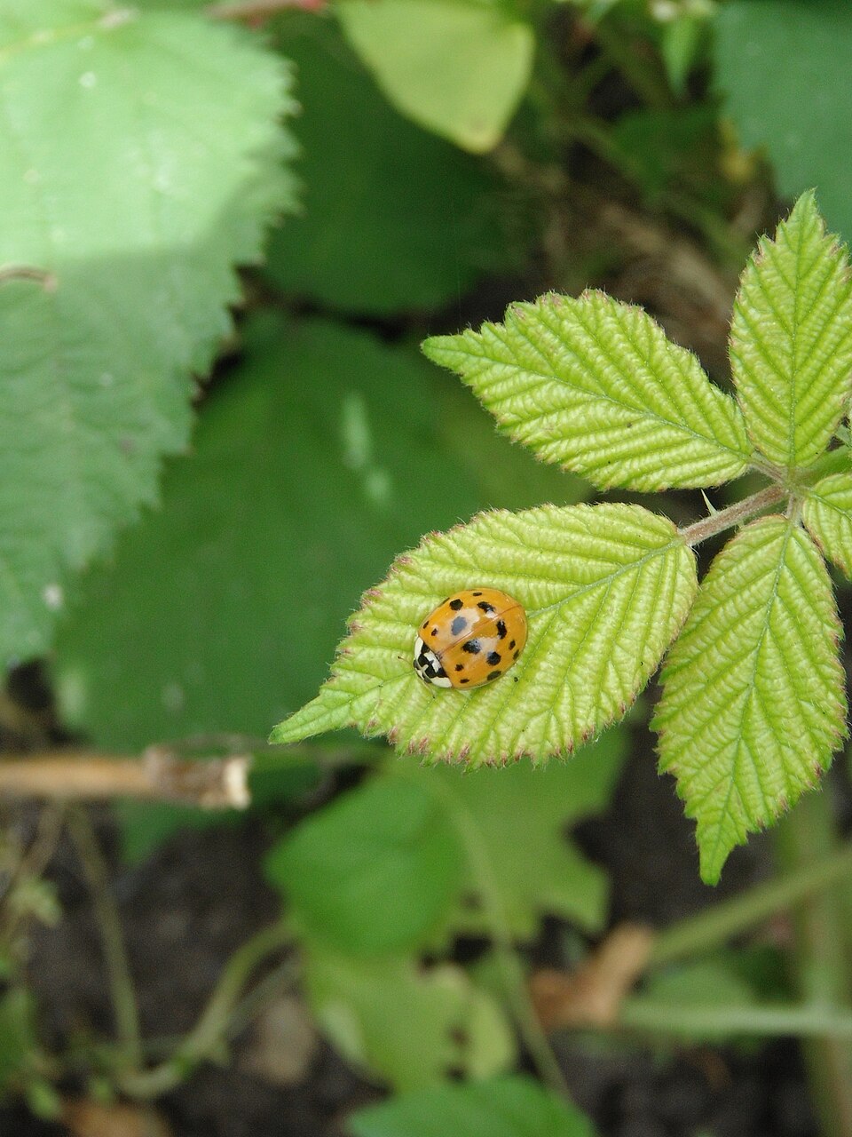 Rubus armeniacus (Himalayan blackberry) (alternate view 9)