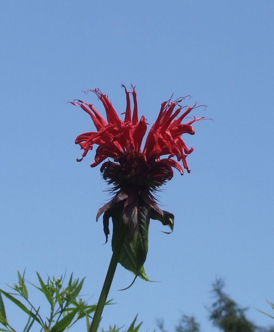 Monarda didyma 'Jacob Cline' (Jacob Cline Bee Balm) (alternate view 2)