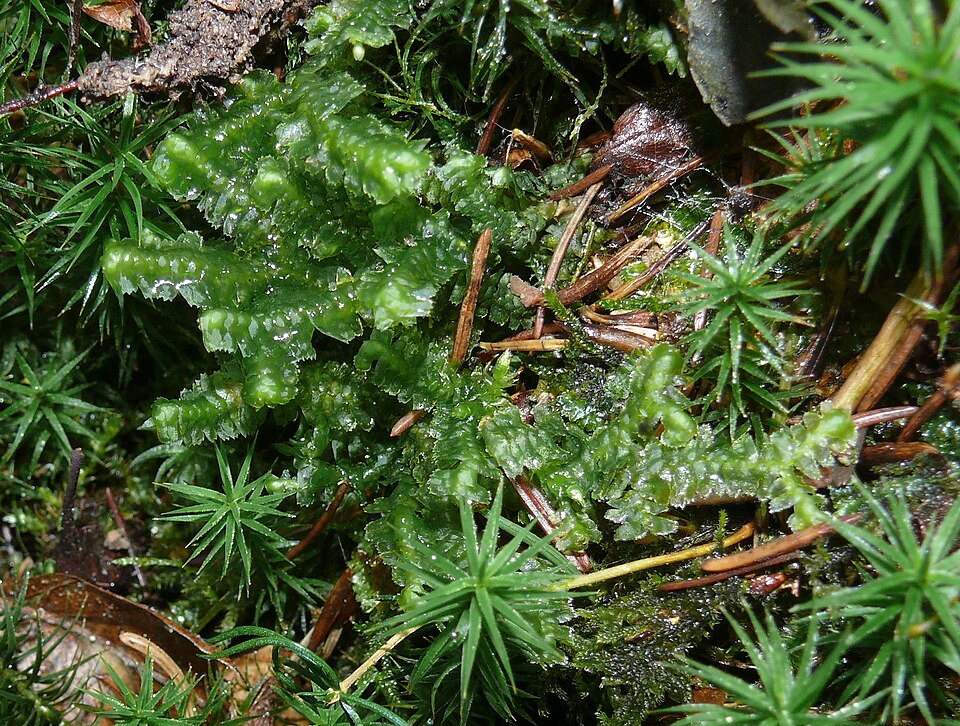 Bazzania trilobata (greater whipwort) (alternate view 5)