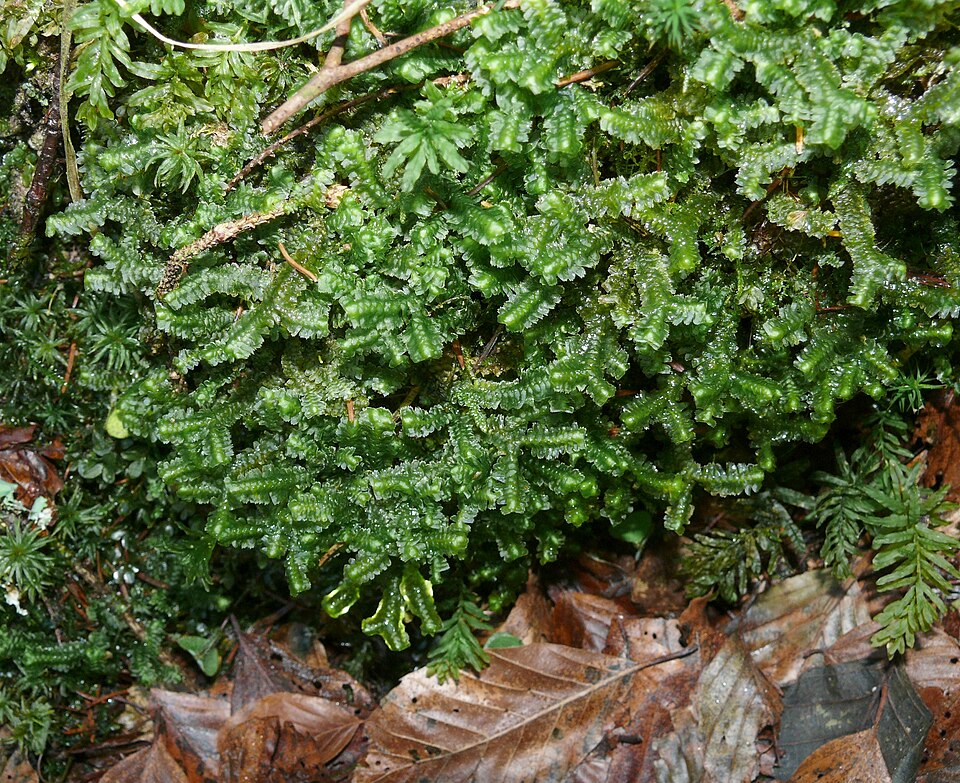 Bazzania trilobata (greater whipwort) (alternate view 6)