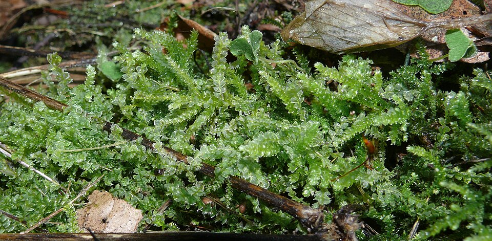 Lophocolea bidentata (Bifid Crestwort)