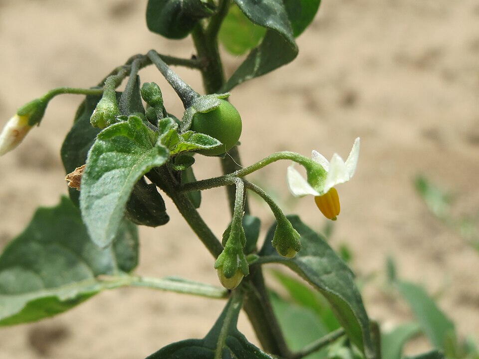Solanum nigrum (black nightshade) (alternate view 7)