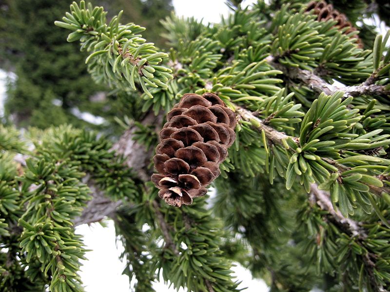 Tsuga mertensiana (mountain hemlock) (alternate view 6)