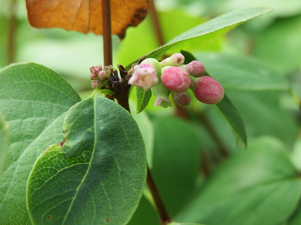 Symphoricarpos albus (snowberry) (alternate view 6)