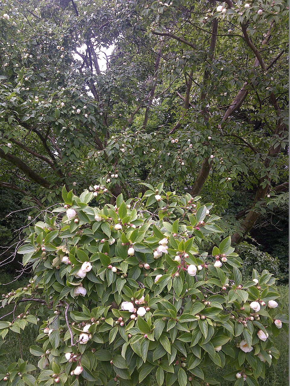 Stewartia pseudocamellia (Japanese stewartia) (alternate view 6)