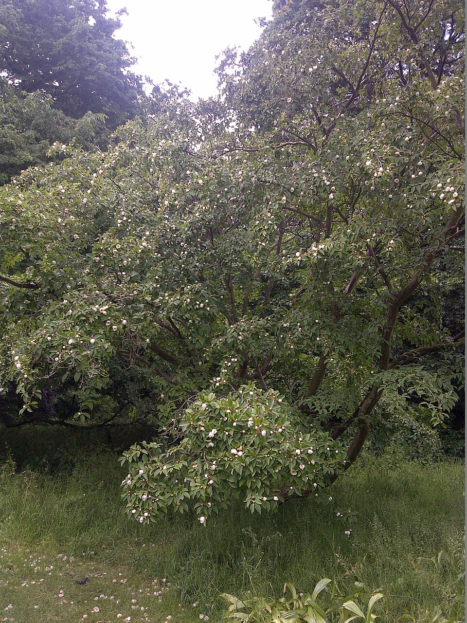 Stewartia pseudocamellia (Japanese stewartia) (alternate view 7)