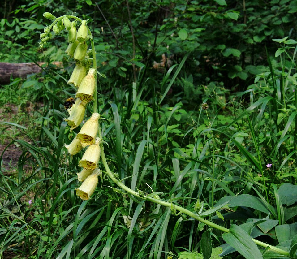 Digitalis grandiflora (Large Yellow Foxglove) (alternate view 8)