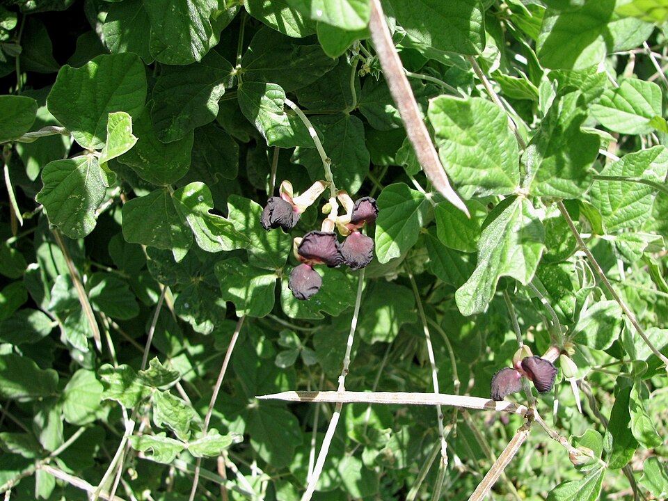 Macroptilium atropurpureum (Purple Bush-Bean) (alternate view 7)
