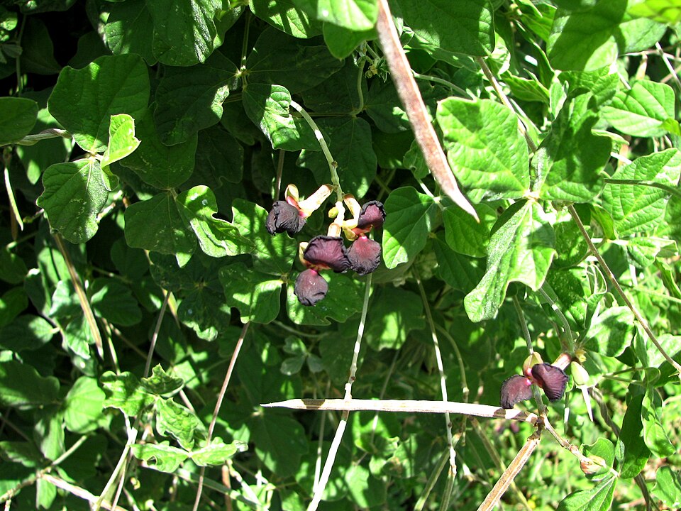 Macroptilium atropurpureum (Purple Bush-Bean) (alternate view 8)