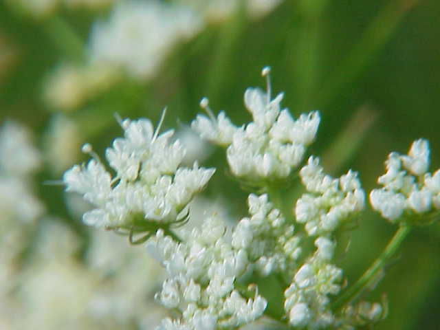 Oenanthe pimpinelloides (Corky-fruited Water-dropwort)
