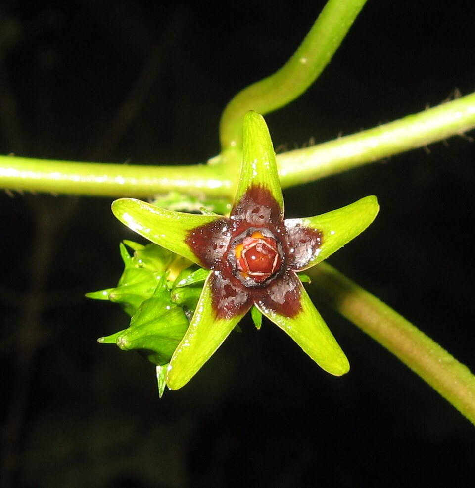 Gonolobus suberosus (Anglepod) (alternate view 6)
