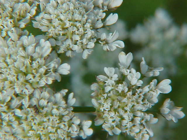 Oenanthe pimpinelloides (Corky-fruited Water-dropwort)