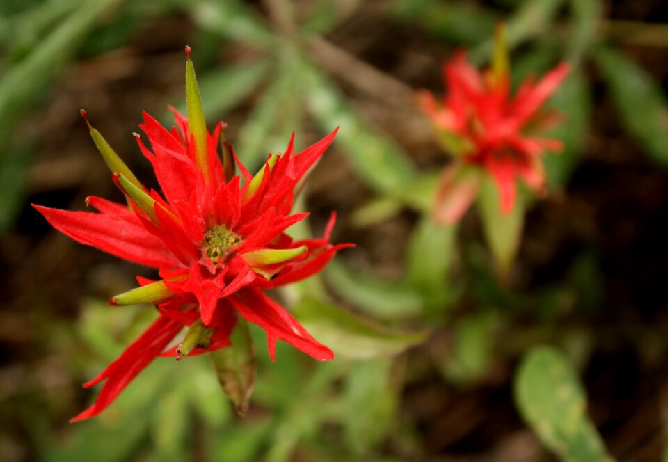 Castilleja integra (Wholeleaf Paintbrush) (alternate view 10)