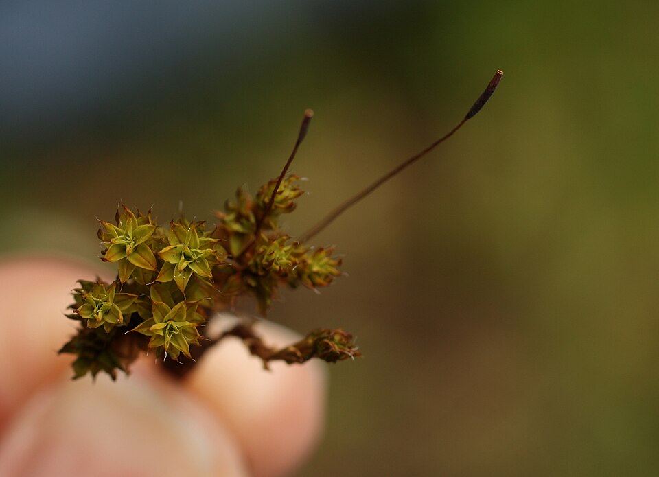 Tortula