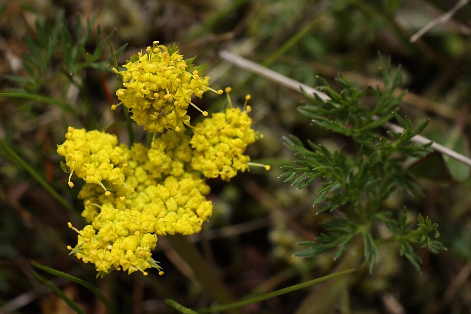 Lomatium utriculatum (Spring Gold Biscuitroot) (alternate view 9)