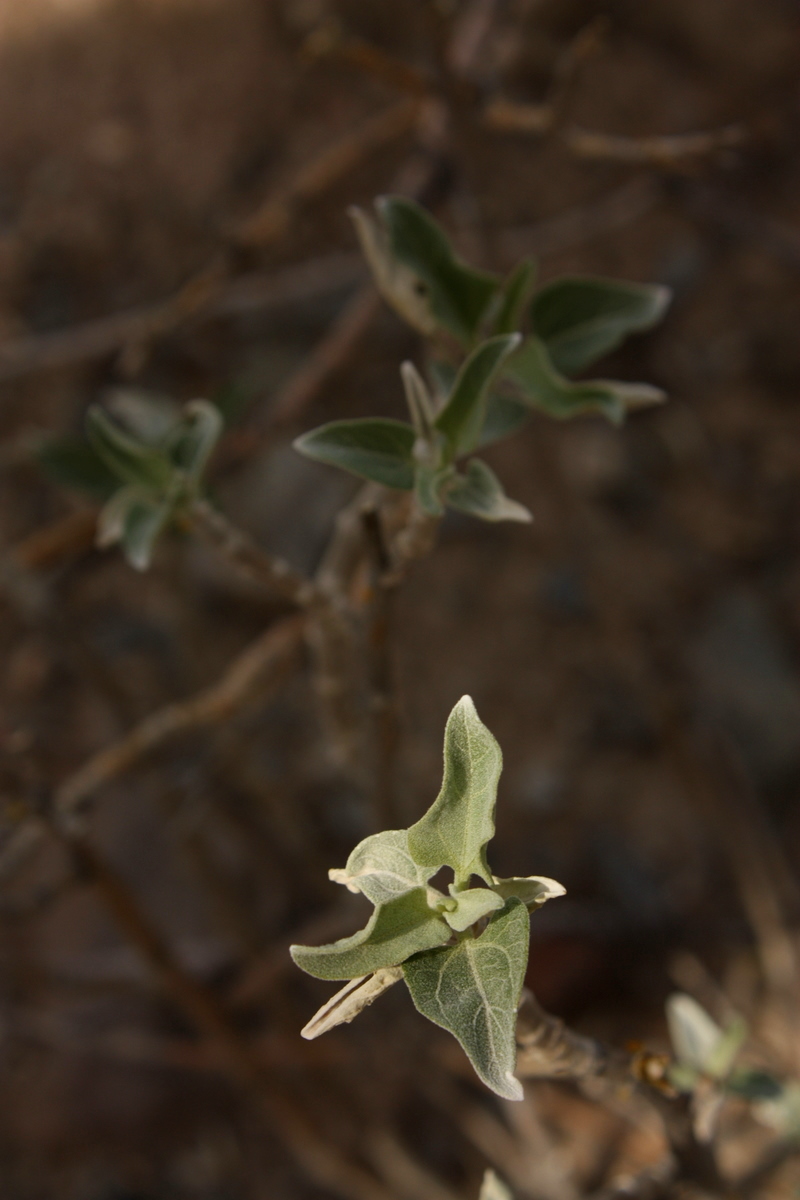 Ambrosia deltoidea (triangle-leaf bursage) (alternate view 7)