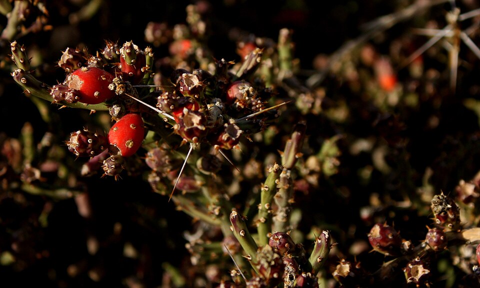 Cylindropuntia leptocaulis (Christmas cholla)