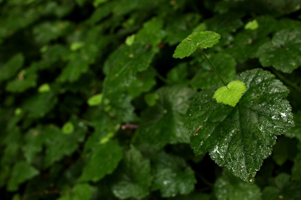 Tolmiea menziesii (piggy-back plant)