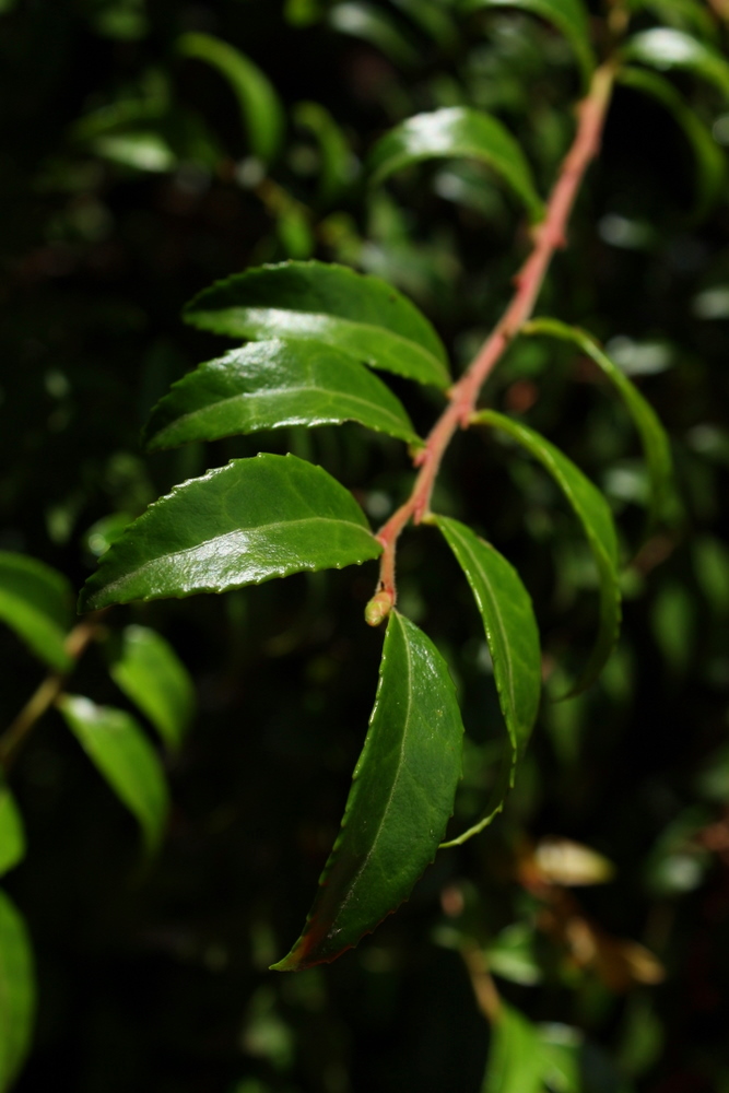 Vaccinium ovatum (evergreen huckleberry) (alternate view 8)