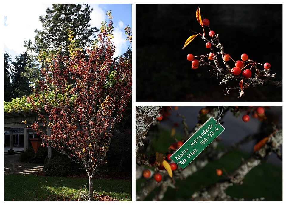 Malus 'Adirondack' (Adirondack Crabapple)