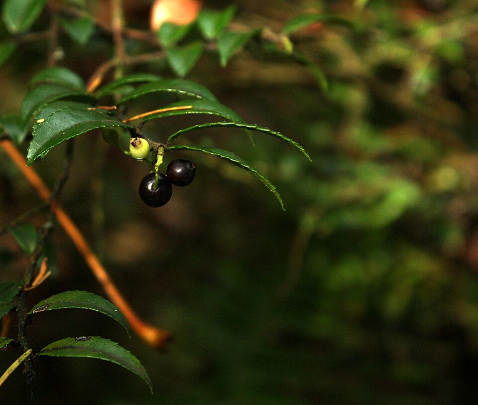 Vaccinium ovatum (evergreen huckleberry) (alternate view 9)