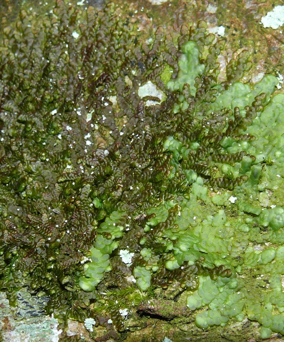 Radula complanata (Flat-leaved Scalewort)